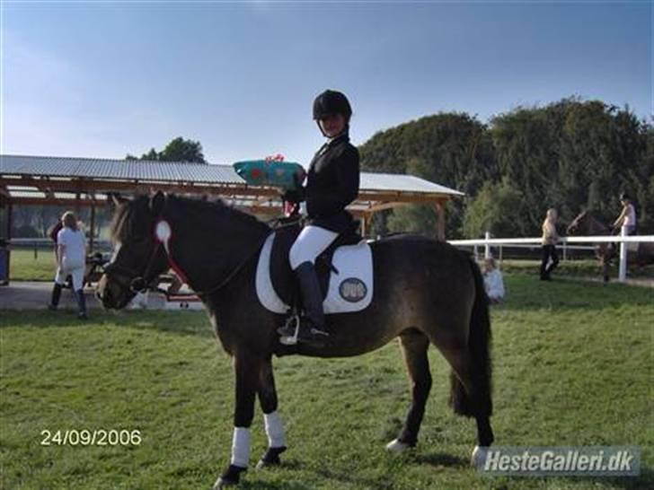 Dartmoor Stjerne (red engang) - Stjerne og mia (ejer) <3 hvor er de dygtige ;) billede 4