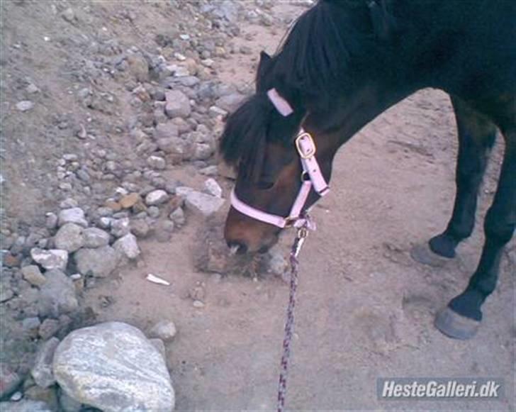 Dartmoor Stjerne (red engang) - Elsker miiiiiiiiiin stjerne <33 billede 5