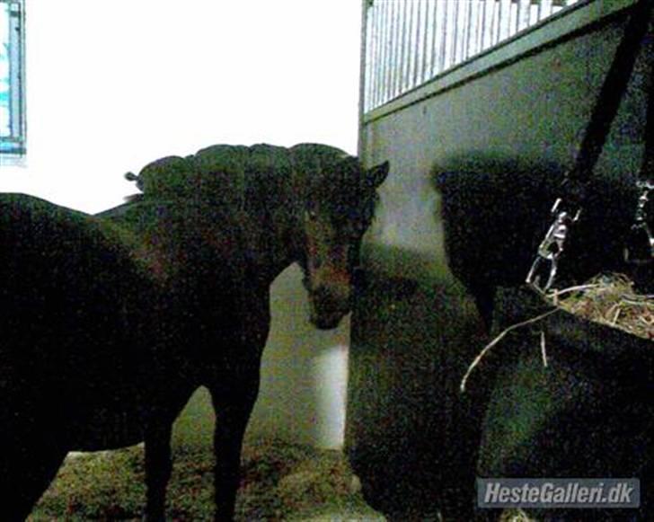 Dartmoor Stjerne (red engang) - Hej hej ;)  billede 6