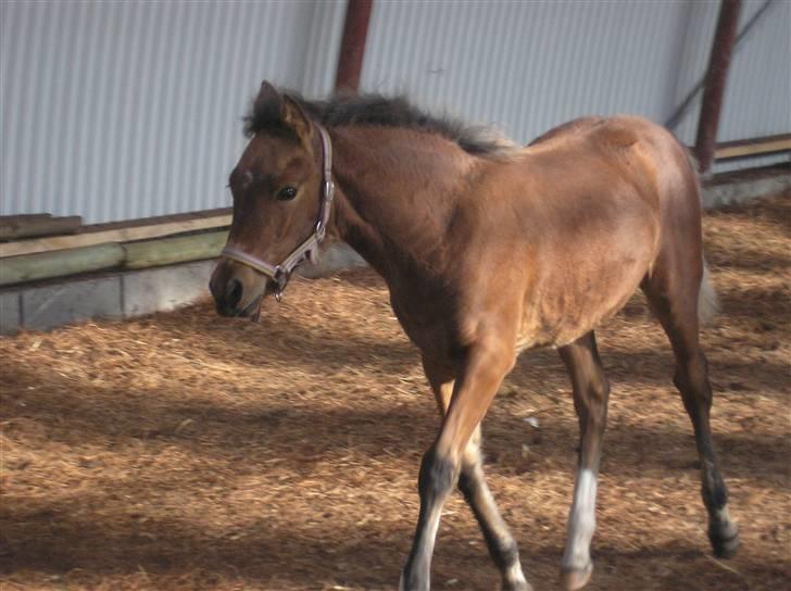 Anden særlig race Sperlings Amber - Se hvor fin jeg er :) billede 5