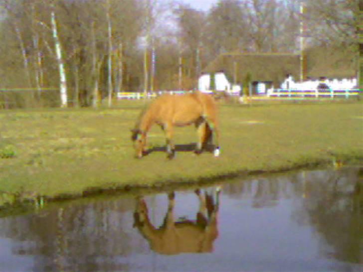 Anden særlig race Maddy *solgt* - Fik lige fanget hende i søen :] billede 15