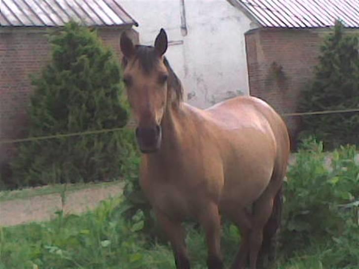 Anden særlig race Maddy *solgt* - Maddy billede 16