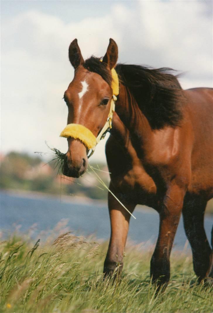 Traver Satan/Shetan - Shetan som åring (foto: Thomas) billede 7