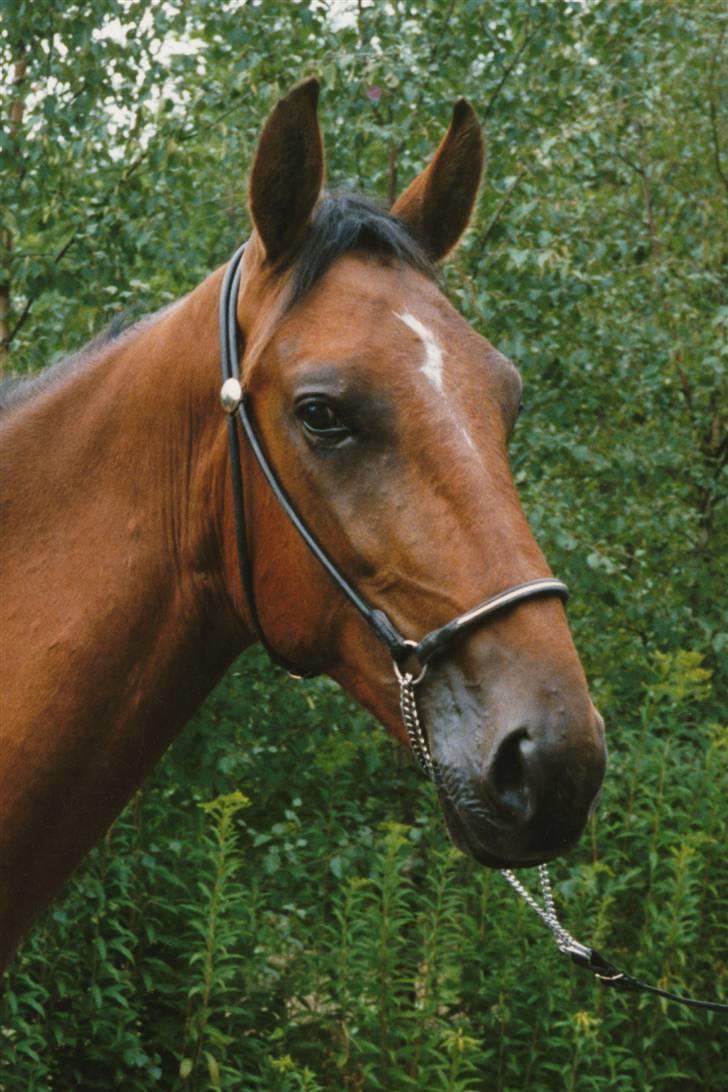 Traver Satan/Shetan - Shétan som 2 årig. billede 10