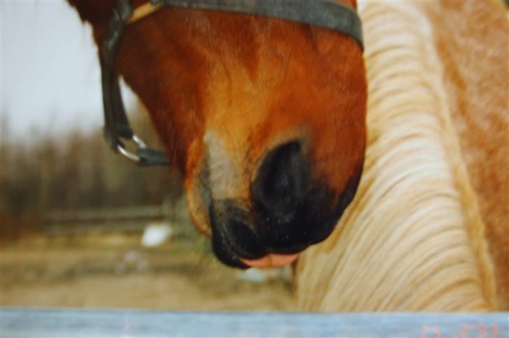 Traver Satan/Shetan - Shétan havde en sød vane med at stikke tungen en smule ud, når han drak. billede 11