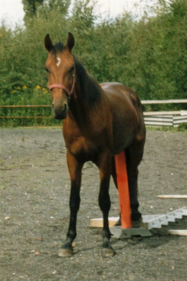 Traver Satan/Shetan - Shétan 2 år: Han bruger en stolpe som kløpind, efter at han var blevet kastreret - kom ikke og sig, at han var uintelligent! billede 13