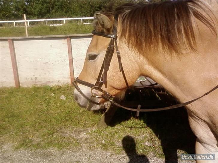 Anden særlig race Tyson <3 Miss ya' <3 - Baby hovedet :) <33 billede 14