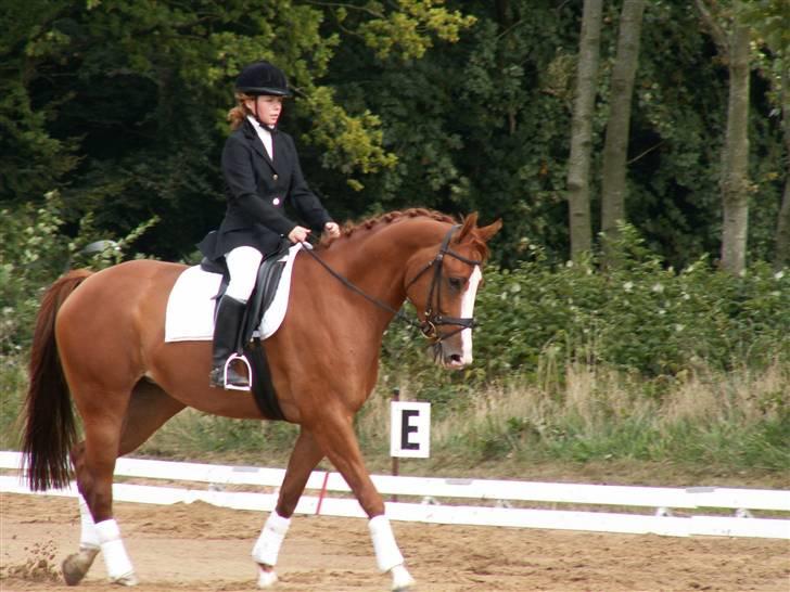 Hollandsk Varmblod Tina HL   SOLGT billede 1