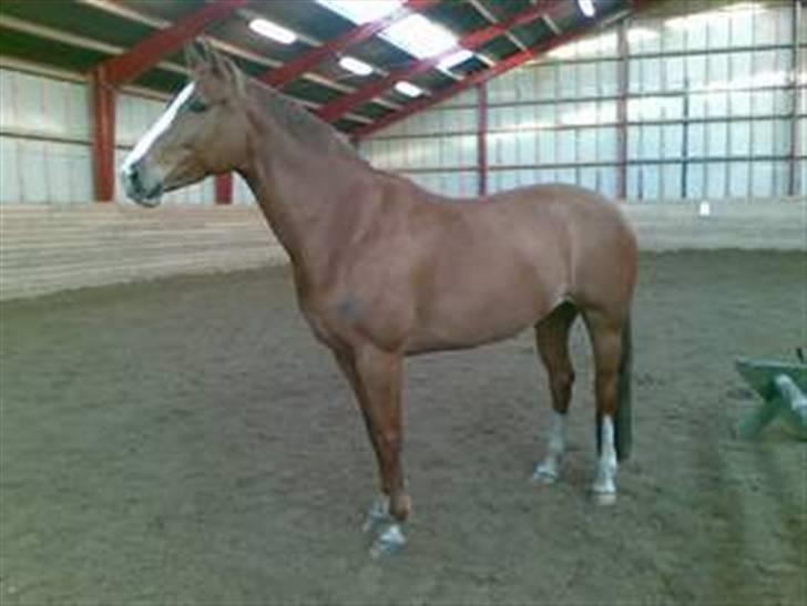 Hollandsk Varmblod Tina HL   SOLGT billede 3