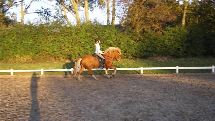 Islænder Tigull fra Rue - Galop:) billede 15
