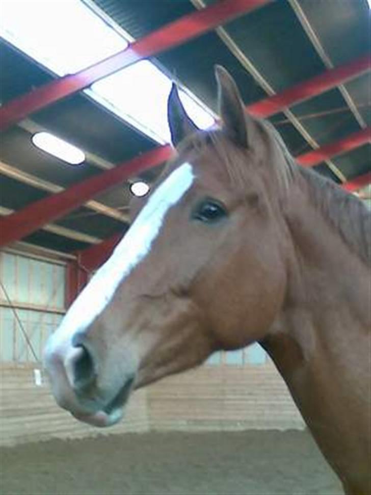 Hollandsk Varmblod Tina HL   SOLGT billede 4