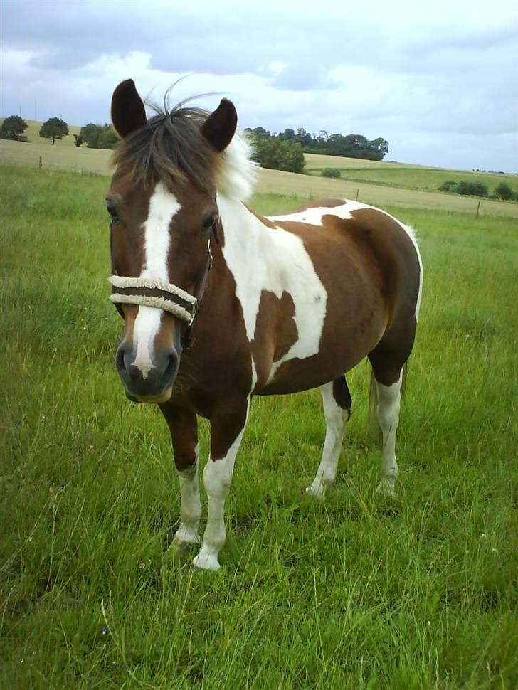 Pinto Sandy  ¤SOLGT¤ - Min dejlige pony på folden.. er hun ik smuk <3 billede 11