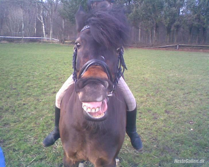 Dartmoor Stjerne (red engang) - smukke stjerne <3 billede 7