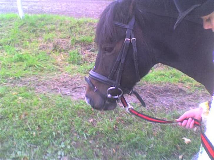 Dartmoor Stjerne (red engang) - her er vi igen <3333333333333333333333 billede 8