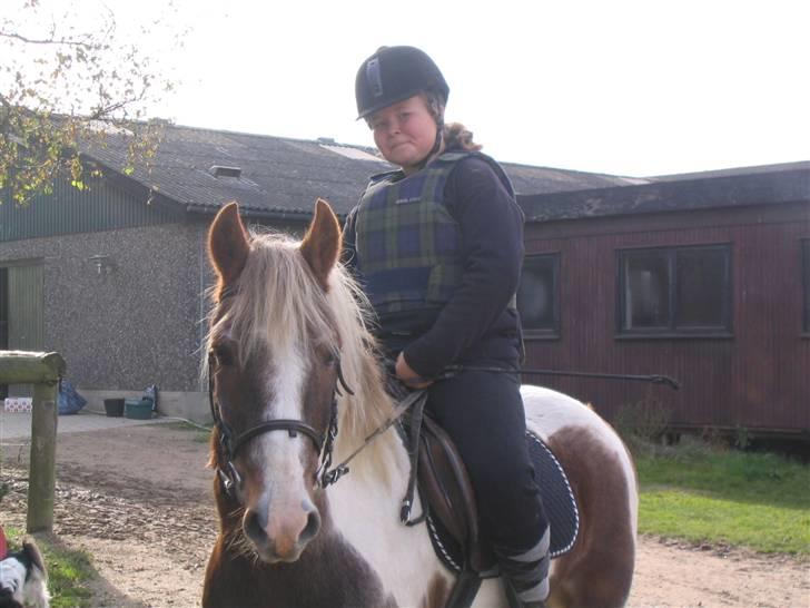 Pinto Mr Jamie (rider ik mere) billede 6