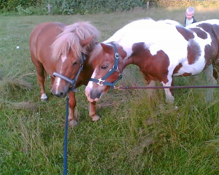 Shetlænder Ally R.I.P - Ally og Klaus på 26 år billede 2