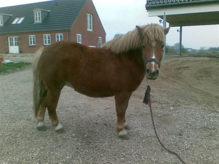 Shetlænder Ally R.I.P - Smukke billede 4