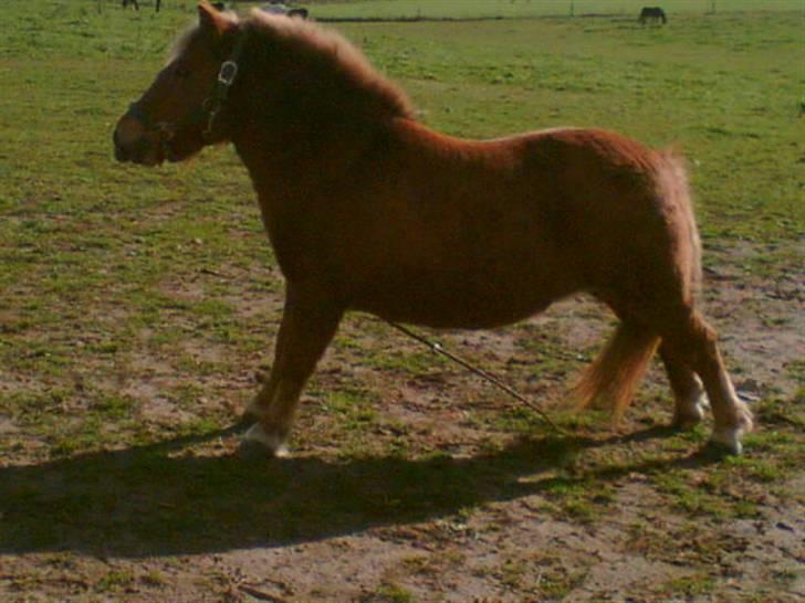 Shetlænder Ally R.I.P - Det klør, godt man har en jernpind billede 5