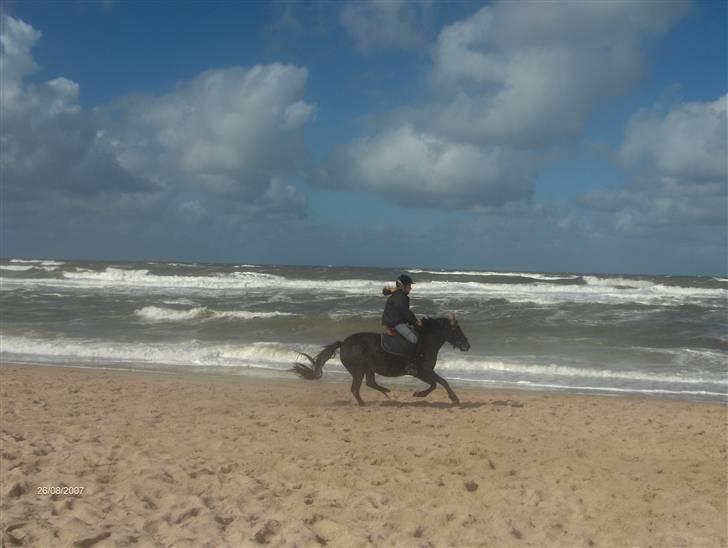 Anden særlig race zafir<3 - her kommer zafir i fuld galop ned af strand kanten billede 4