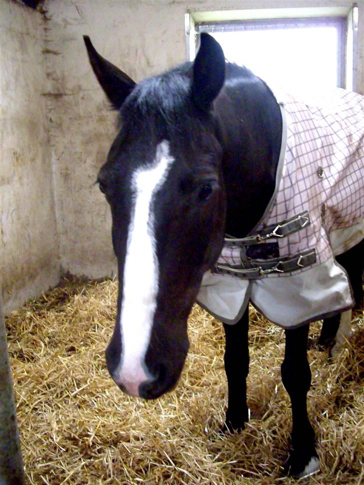 Anden særlig race » Spirit - Solgt. - Spirit. billede 9