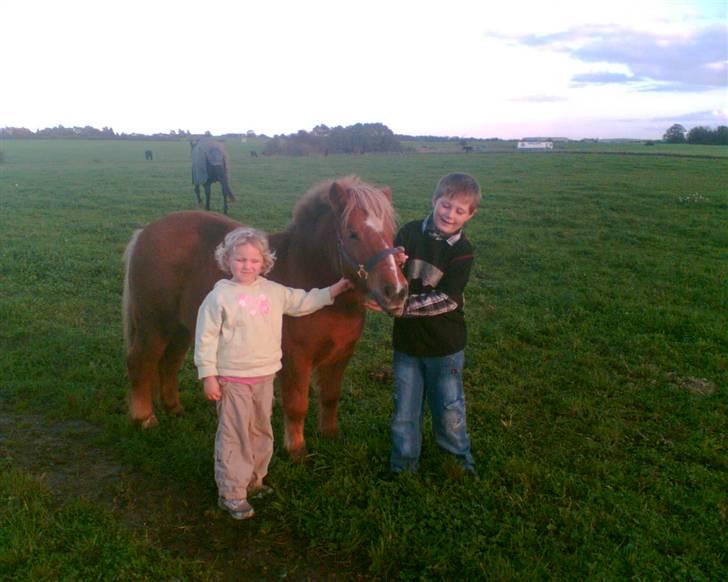 Shetlænder Ally R.I.P - Mick, Mie og Ally billede 7