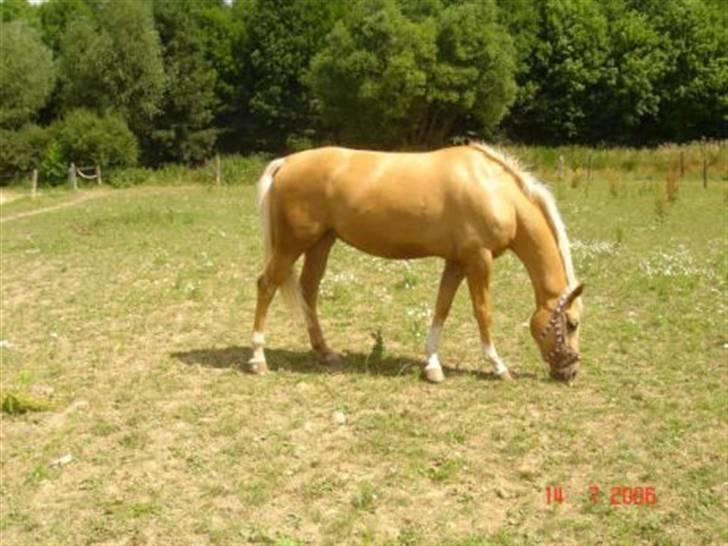 Palomino Østrupgårds Girlpower billede 14