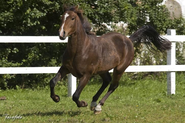 New Forest Freedom *RIP* billede 5