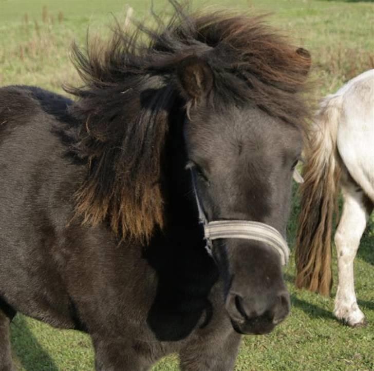 Islænder Frigg fra skovhuset - Frigg d. 29/09 07 :) <3 billede 20