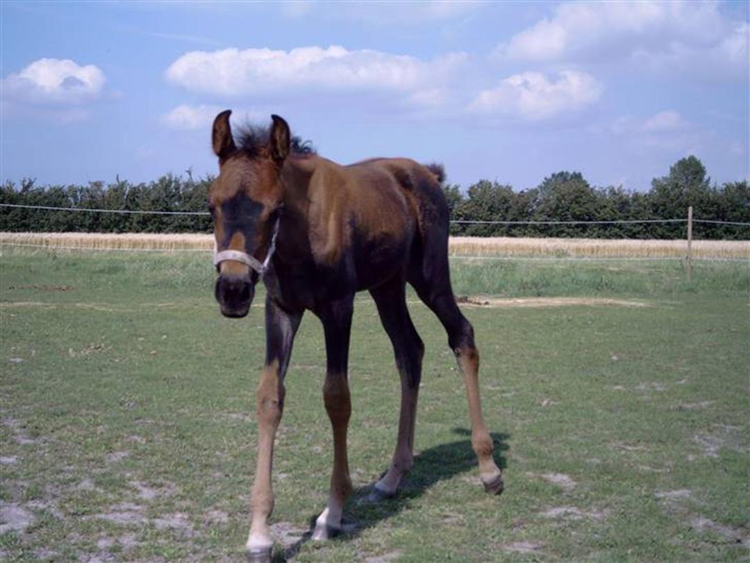 Arabisk fuldblod (OX) Impala bint gazelle ox - 2007 - Jeg har selv avlet  Impala og 
