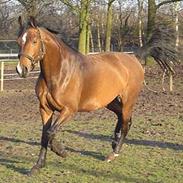 Tysk Varmblod / Rheinländer AK's Alinea