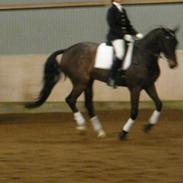 Dansk Varmblod Fandango Morsø