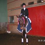 Dansk Varmblod Fandango Morsø