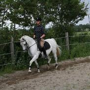 Welsh Cob (sec D) Miggi *solgt*