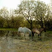 Welsh Cob (sec D) Miggi *solgt*