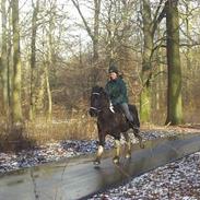 Islænder Auðna fra Hjardemål