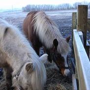 Islænder Fífill Fra Barløse>Solgt<