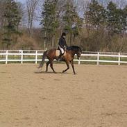 Fuldblod (XX) Dream Dancer (Dreamer)