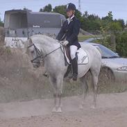 Shagya Araber (SH) koheil Barthahus<3