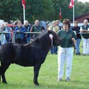 Shetlænder Søndergårds Mac