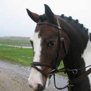 Pinto Fredslunds Complet solgt