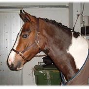 Pinto Fredslunds Complet solgt