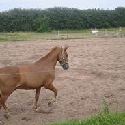 Welsh Pony (sec B) Martinique