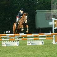 New Forest Storgårdens Ibrahim