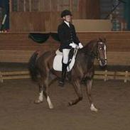 New Forest Sheick *solgt*