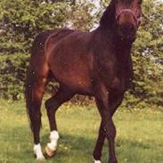 Anden særlig race noelle