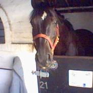 Dansk Varmblod Scarlet