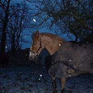 Anden særlig race Toscana