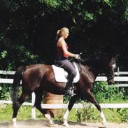 Trakehner Laguna