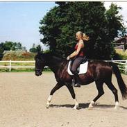 Trakehner Laguna