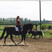 Trakehner Laguna